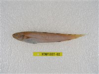 藏品(斑新鳚)的圖片